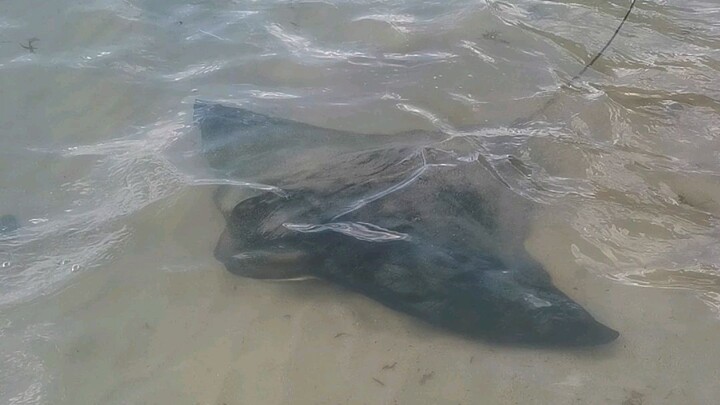 Stringray at Bendalong nsw