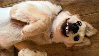 Best Dog Videos | Try Not To Laugh or Grin While Watching Funny Animals Compilation (2020)