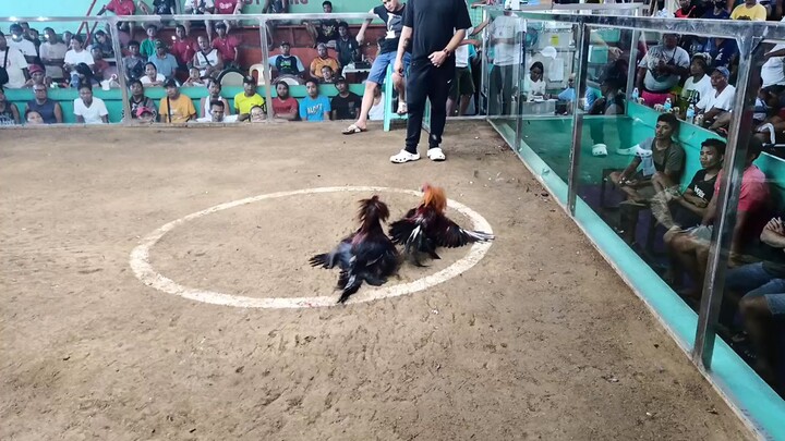 RDG Double Black in Action 3rd fyt Parachampion