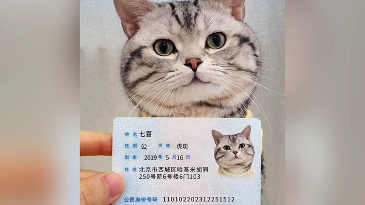 没想到给宠物起人名还有防诈功能