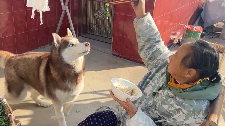 Anjing husky ikut neneknya jadi vegetarian, makanan anjing di mangkuk langsung nggak menggoda lagi!