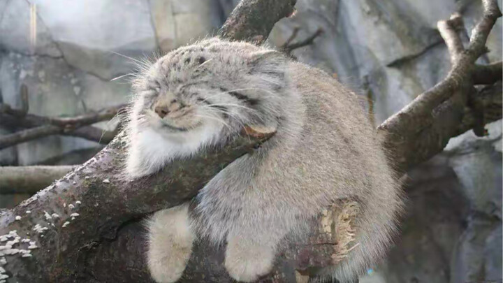 Pallas’s cat: boasts a fur count that’s infinitely multiplied compared to a programmer’s!