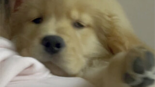 I've Got Puppy Fever