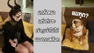 รวมคลิปตลก: เจ้าตูบจำเเม่ไม่ได้เหรอลูก!!?