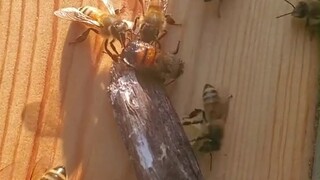 Bee Friends rescue a bee that once fell into honey