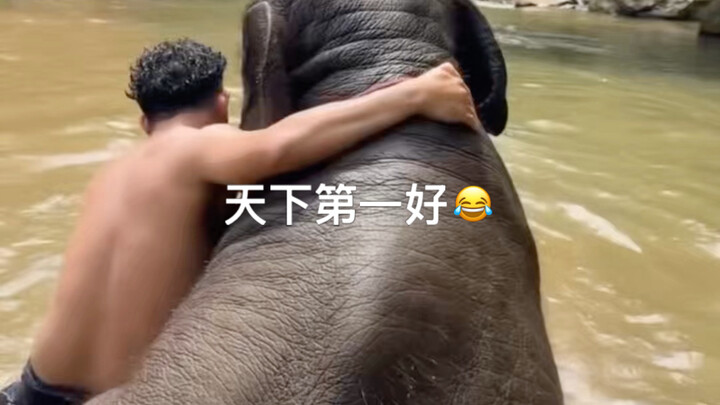Gajah kecil dan manusia sedang bermain air, begitu gajah dewasa datang mereka pun patuh naik ke dara