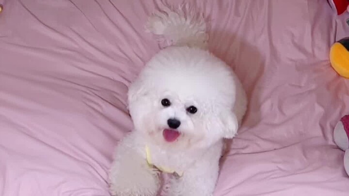 When I swapped all my puppy’s stuff for “extra-large” versions