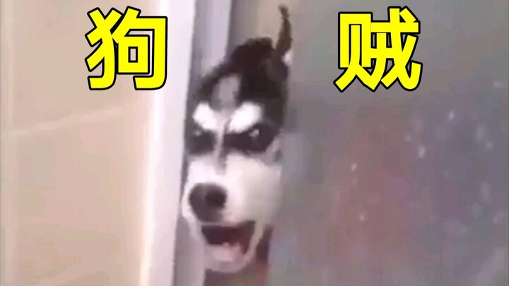 出招啊狗贼！