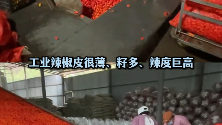 Hèn gì họ Tào ngang nhiên thừa nhận dùng ớt công nghiệp, hóa ra đây đúng là ớt được trồng ra thật #ớ