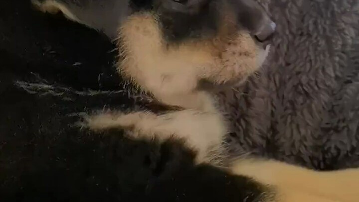 Anak anjing Shiba kecil gemetar ketakutan setelah berpisah dari induknya—perpisahan ini adalah untuk