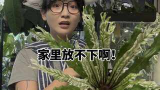 鸟巢蕨体验“高空”？野生版的也太大了吧！！！