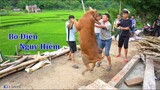 Bò Điê.n - Nhịp Sống Tây Bắc