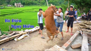 Bò Điê.n - Nhịp Sống Tây Bắc