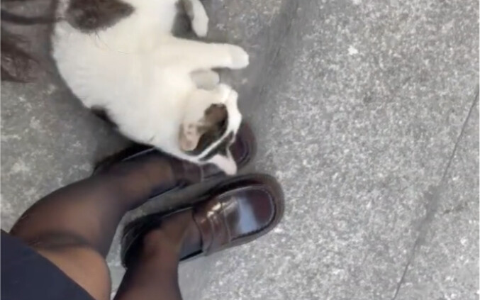 This kitty is so cute!