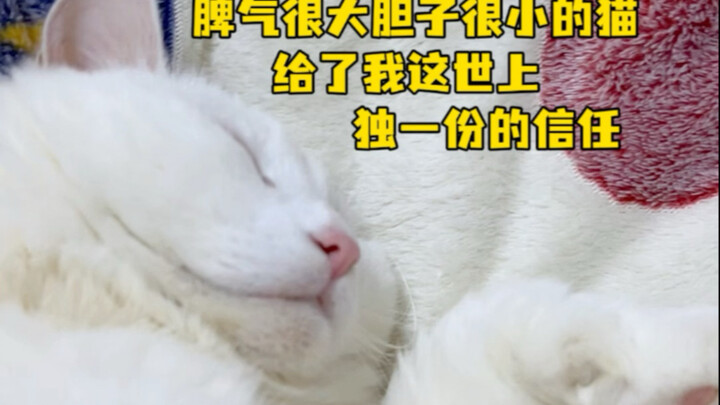 Con mèo vừa nhát gan lại nóng tính