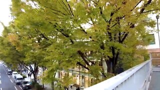 Tokyo Omotesando 🐶 Popular Street ♪💖 4K Non-Stop 1 Hour