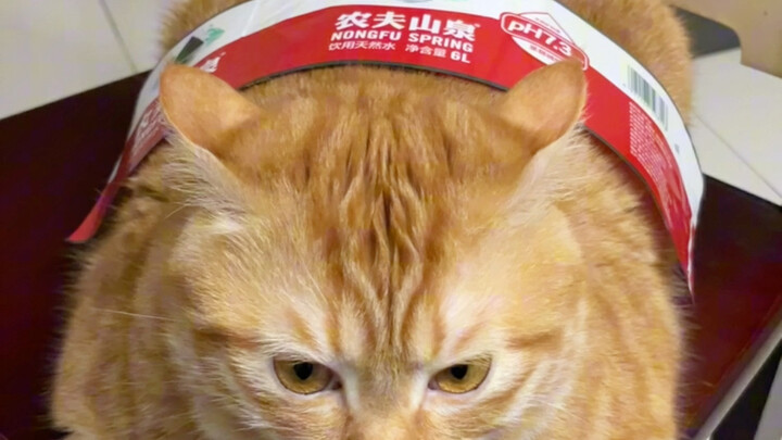 يا قطة صغيرة، بتشتغل دور القوي!