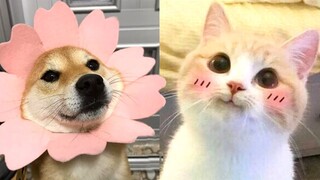 CUTE ANIMAL COMPILATION | Pets that Will Make Your Day 100% Better 🥰