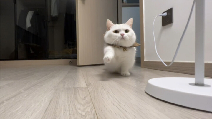 Kucing kecil berjalan mendekatimu dan meminta dua buah lima rupiah.