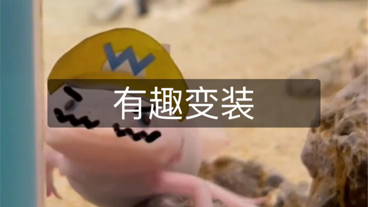 Rồng sáu góc siêu đáng yêu