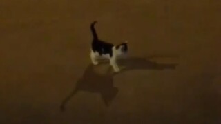 القطة الصغيرة: على اليسار أبي، وعلى اليمين أمي، وما إن تستلقي حتى تظلّ في حضنهما.