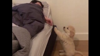 Bangun! Kasur!! Temani! Dia! Main!!!