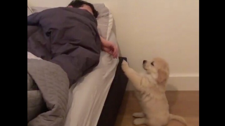 ลุกขึ้น! ออกจาก! เตียง! มา! เล่น! กับ! เขา! หน่อย!