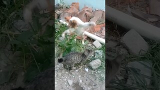 kucing ku galak guys#shorts