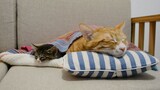 [สัตว์โลก] เรื่องหวานประจำวันของแมวส้มกับสาว