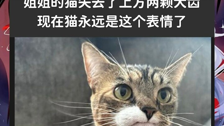Cat and dog meme collection 1: Good morning, friends! Let these cute cats and dogs brighten up your 