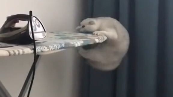 Troublemaker Cat