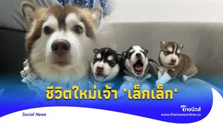 เปิดภาพล่าสุด "เล็กเล็ก" ไซบีเรียน กับลูกน้อย 3 ตัว  ชีวิตดีขึ้นเยอะ - ไทยนิวส์|social-16  -PP