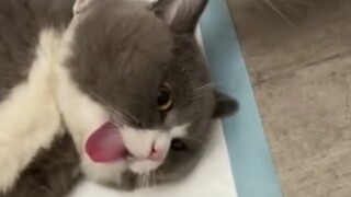 猫：我的舌头还是我的嘛