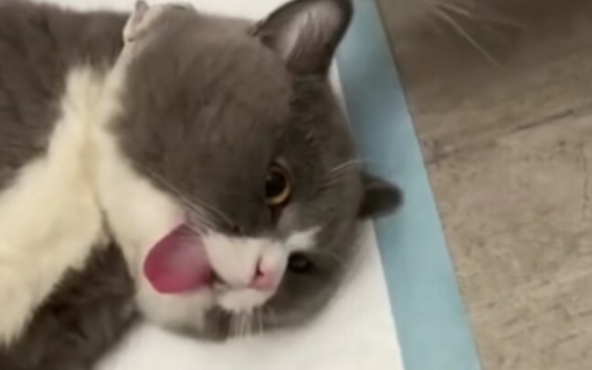 Cat: My tongue is still mine, isn't it?