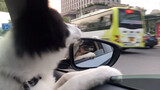 Dog Sticks Its Head Out Of The Car Window, Enjoying The Wind