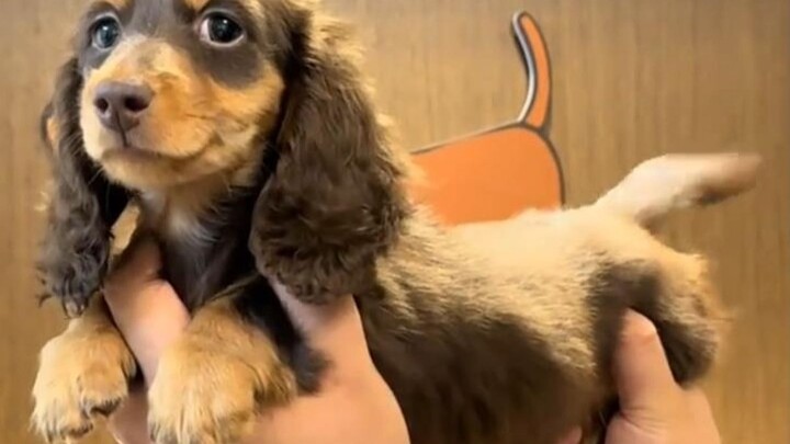The little dog seems to know it’s being super cute… Baby, you’re a yummy little sausage!