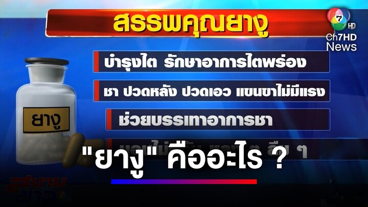 ไขปริศนา "ยางู" ทำจากอะไร สรรพคุณแบบไหน ทำไมราคาแรง | สนามข่าว 7 สี