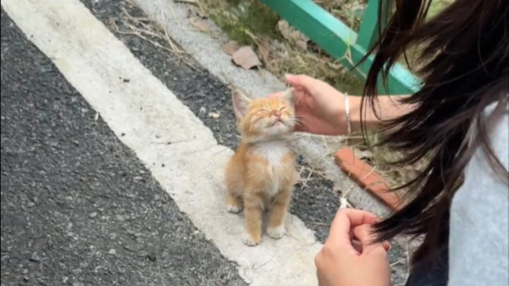 The flower language of stray cats is "act fast or miss out."