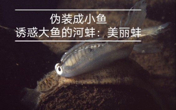 The freshwater mussel that disguises itself as a tiny fish to lure big fish: the beautiful pearl mus