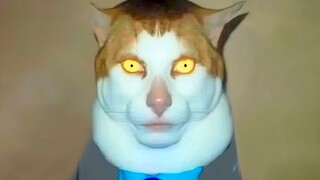 🐱วันจันทร์ทิ้งแมวที่พังไป🐱