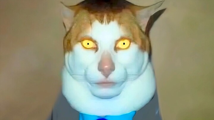 🐱Monday Left Me Broken Cat🐱