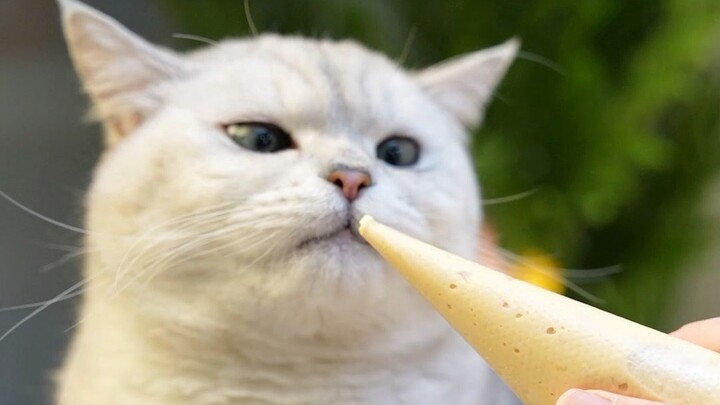 Homemade cat pâté! Four-flavor recipes—just 5 yuan to achieve cat-pâté freedom!