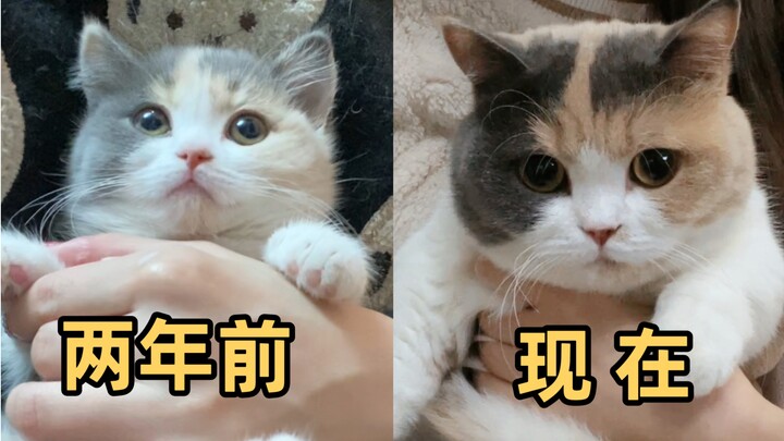 Benda memang “kucing”, tapi bukan
