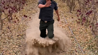 Xinjiang specialty, Hetian jujubes—exceptionally delicious!