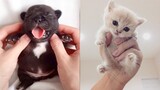 💗Super Cute And Funny Pets - The Most Adorable Pets Compilation