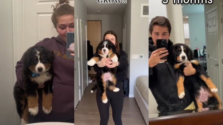 Just in case you haven't experienced the growth rate of Bernese Mountain Dogs