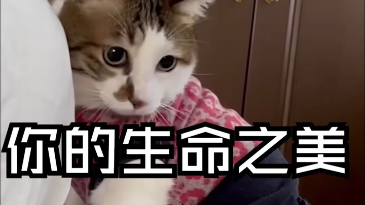 [Câu chuyện chữa lành] Chú mèo Ace chỉ còn nửa thân mình