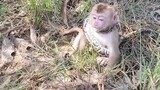 pigtail monkey macaque in the wild. National Geographic. #KarenMafia