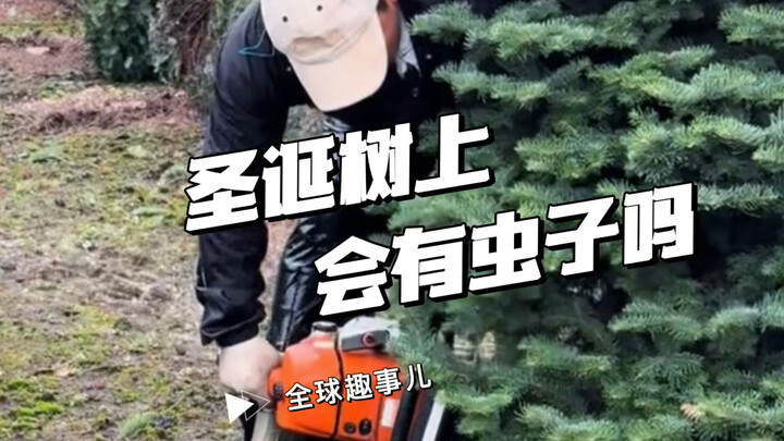 圣诞树上真的会藏虫子吗？难怪国外许多网友选择自制圣诞树～
