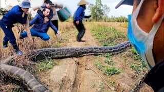 Phát Hiện Rắn Bò Ngang Đường Team Săn Bắt Ẩm Thực Vùng Cao Láo Loạn Truy Bắt|Phương QN